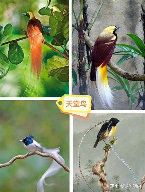 早上鸟屎掉在头发是什么征兆_鸟屎掉在头发是什么征兆怎么化解,第5张 早上鸟屎掉在头发是什么征兆_鸟屎掉在头发是什么征兆怎么化解,第5张